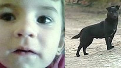 herodog 412x232.jpg?resize=412,232 - Hero dog SAVES missing 3 years old little girl!