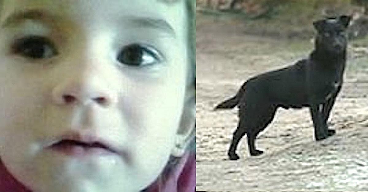 herodog.jpg?resize=1200,630 - 3-Year-Old Girl Went Missing On Freezing Night, A Stray Dog Kept Her Safe And Warm