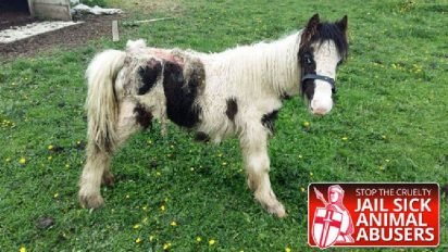 pony 5 412x232.jpg?resize=412,232 - Abandoned Pony Rescued And Treated After His Skin Got Overrun By Maggots