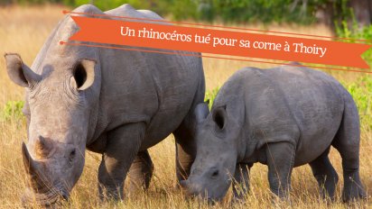un rhinoceros tue pour sa corne en france 412x232.png?resize=412,232 - Un rhinocéros blanc abattu pour sa corne au zoo de Thoiry dans les Yvelines.