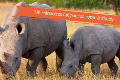 un rhinoceros tue pour sa corne en france 412x275.png?resize=412,275 - Un rhinocéros blanc abattu pour sa corne au zoo de Thoiry dans les Yvelines.
