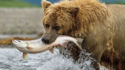 wil0418movie bers 412x232.jpg?resize=412,232 - États-Unis: un vote du Sénat rend de nouveau possible la chasse aérienne des ours et des loups en Alaska