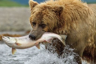 wil0418movie bers 412x275.jpg?resize=412,275 - États-Unis: un vote du Sénat rend de nouveau possible la chasse aérienne des ours et des loups en Alaska