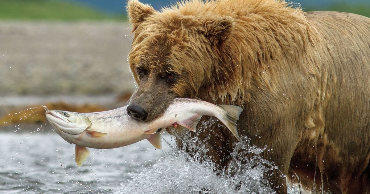 wil0418movie bers.jpg?resize=1200,630 - États-Unis: un vote du Sénat rend de nouveau possible la chasse aérienne des ours et des loups en Alaska