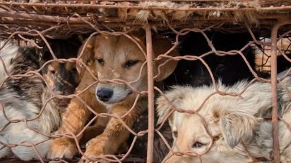 c35e774f3e607a12ef4d 412x232.jpg?resize=412,232 - Taïwan: les personnes qui tuent des chiens et des chats seront désormais punies de prison.