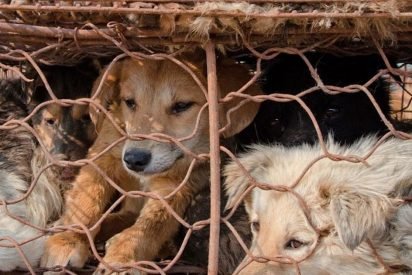 c35e774f3e607a12ef4d 412x275.jpg?resize=412,275 - Taïwan: les personnes qui tuent des chiens et des chats seront désormais punies de prison.