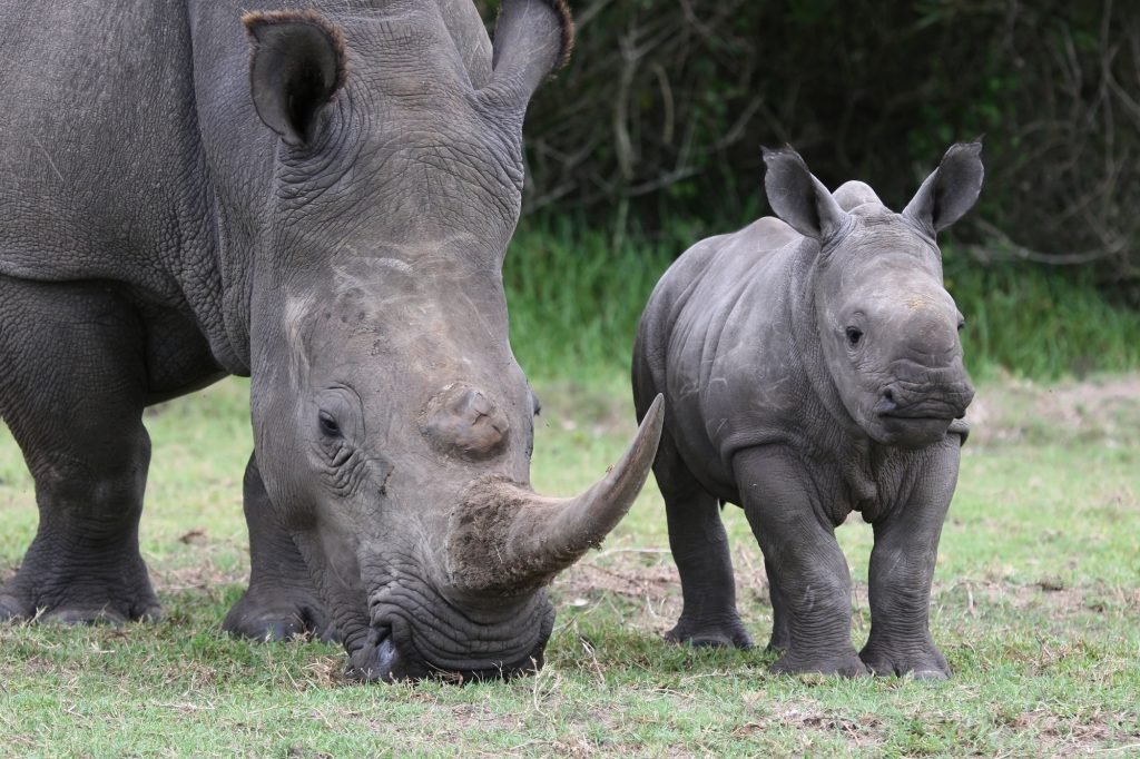 Baby Rhino and Mother