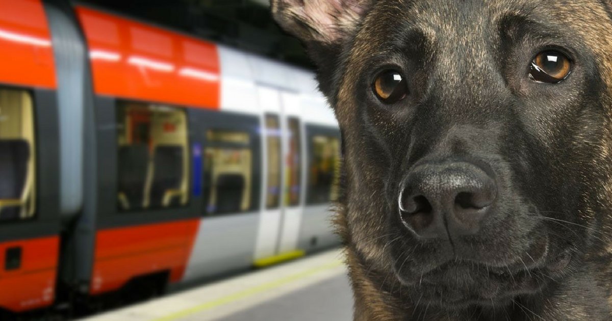et le meilleur pouvoir est 1.png?resize=1200,630 - Bonne nouvelle: les gros chiens enfin autorisés dans le métro parisien