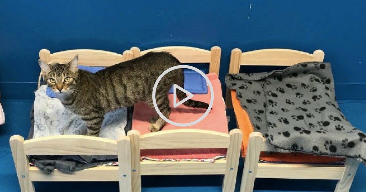 et le meilleur pouvoir est 11.png?resize=1200,630 - Vidéo: Ikea donne ses lits de poupée à des chats abandonnés