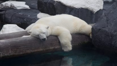 s1 412x232.jpg?resize=412,232 - Une ours polaire vient de mourir de chagrin dans un zoo de SeaWorld