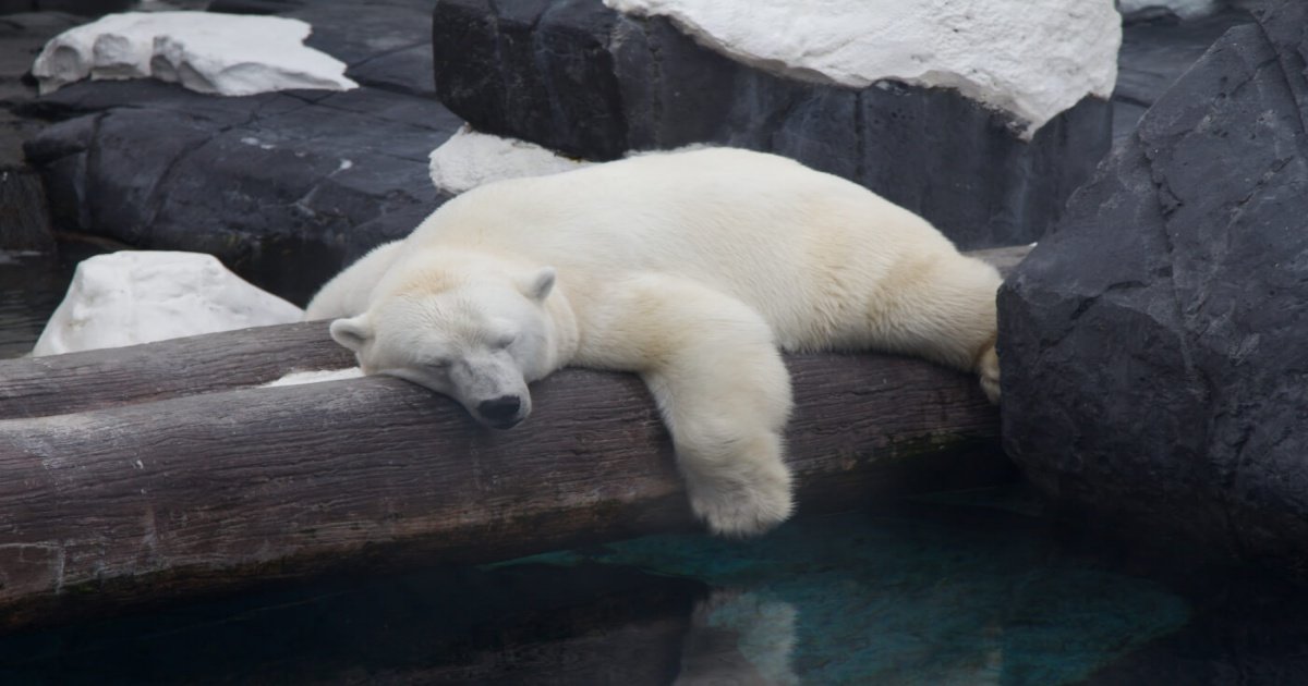 s1.jpg?resize=1200,630 - Une ours polaire vient de mourir de chagrin dans un zoo de SeaWorld
