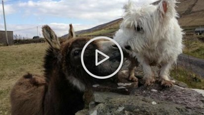 sans titre 18 412x232.png?resize=412,232 - Vidéo: Découvrez l’amitié tellement touchante entre Buster le chien et Jack l'âne