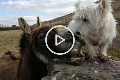 sans titre 18 412x275.png?resize=412,275 - Vidéo: Découvrez l’amitié tellement touchante entre Buster le chien et Jack l'âne
