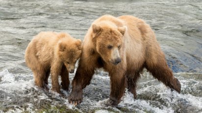 sans titre 3 412x232.png?resize=412,232 - Ça y est: Trump vient d’autoriser le massacre des ours et des loups en Alaska