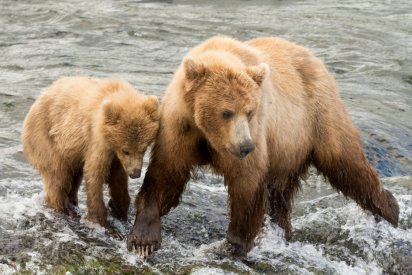 sans titre 3 412x275.png?resize=412,275 - Ça y est: Trump vient d’autoriser le massacre des ours et des loups en Alaska