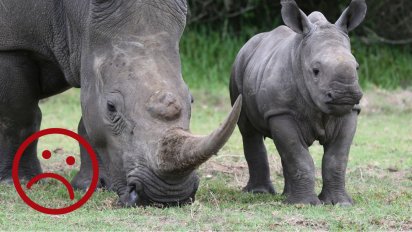 sans titre 412x232.png?resize=412,232 - Afrique du Sud: Le commerce des cornes de rhinocéros est de nouveau légal