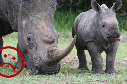 sans titre 412x275.png?resize=412,275 - Afrique du Sud: Le commerce des cornes de rhinocéros est de nouveau légal