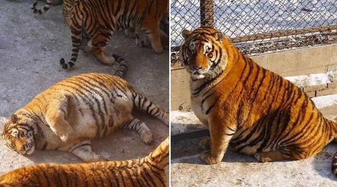 話題 動物園で食べ過ぎて激太りしたトラ Hachibachi