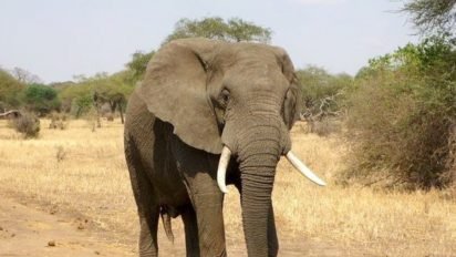 201609031191 full 412x232.jpg?resize=412,232 - Zimbabwe : un chasseur se fait tuer par l’éléphant qu’il chassait