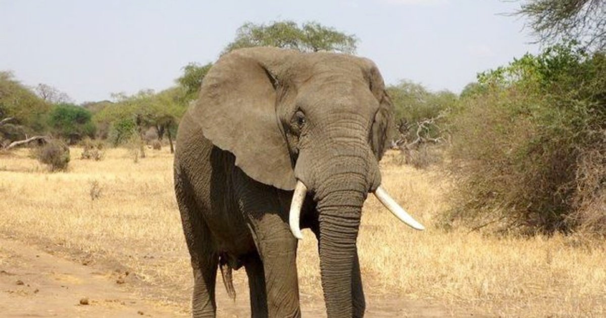 201609031191 full.jpg?resize=1200,630 - Zimbabwe : un chasseur se fait tuer par l’éléphant qu’il chassait