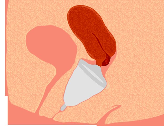 Illustration de la position de la cup dans le vagin /Via wikihow