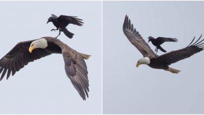 crowandeagle 412x232.jpg?resize=412,232 - Photos incroyables : un corbeau se laisse porter par un aigle !
