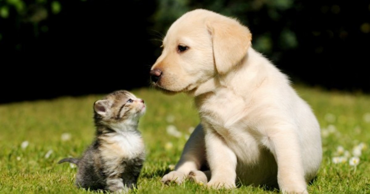 dog and cat.jpg?resize=1200,630 - 7 aliments à éviter pour garder votre chien ou chat en bonne santé