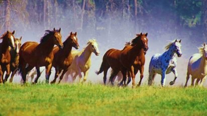 horse5 412x232.jpg?resize=412,232 - Grâce aux internautes, 45 000 chevaux sauvages ont échappé au massacre aux États-Unis