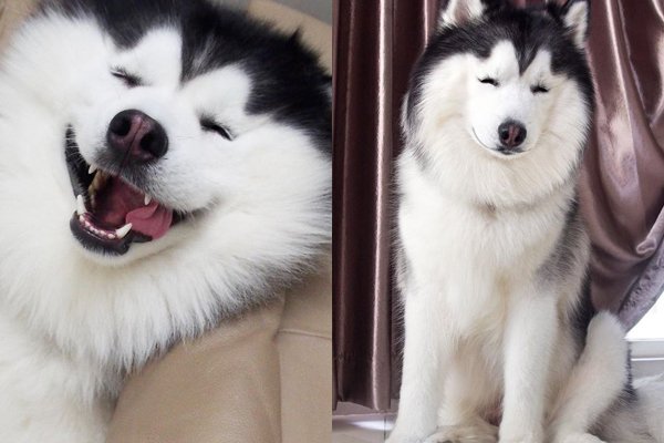 maruhusky instagram3.jpg?resize=1200,630 - 【癒し】表情豊かなハスキー犬'マル'の写真集！