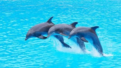 paa3 412x232.jpeg?resize=412,232 - France : la fin des dauphins en captivité, une loi qui fait débat