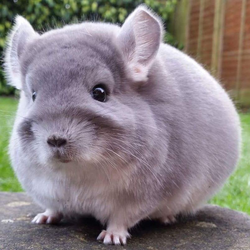 Instagram | @camerons_chinchillas