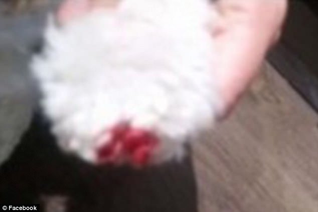 강아지 공원에 누군가 ‘압정’을 뿌리고 도망갔다 422f3db600000578 4680846 dogs have been left with bleeding paws and toddlers with thumb t a 28 1499666205746 300x201 - 강아지 공원에 누군가 ‘압정’을 뿌리고 도망갔다