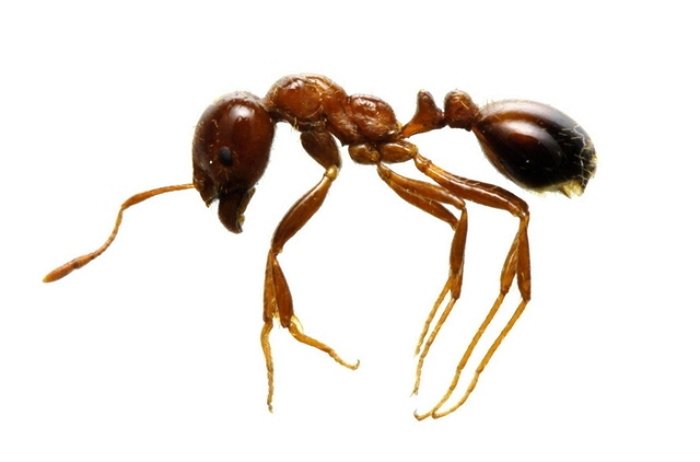 ant.jpg?resize=412,232 - 中国から来た「猛毒性火蟻（ヒアリ）」が東京でも確認