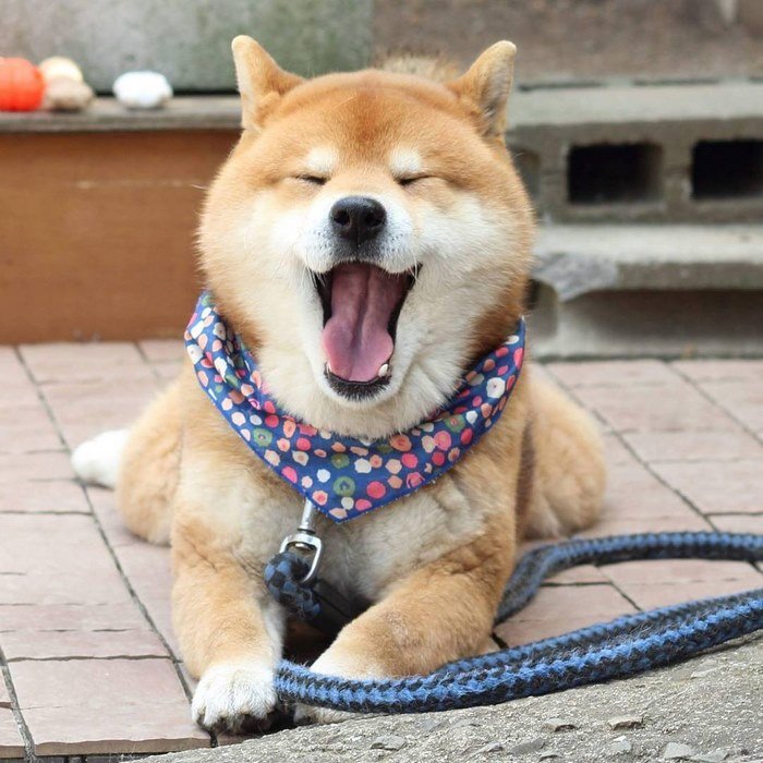 cute-dog-shiba-inu-ryuji-japan-12