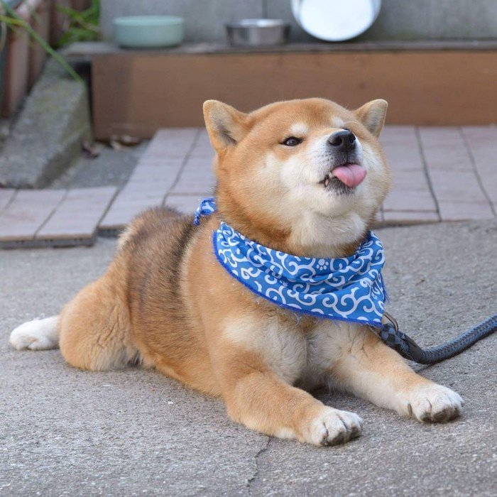 cute-dog-shiba-inu-ryuji-japan-28