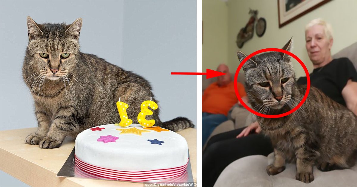 eab7b8eba6bc1.png?resize=1200,630 - 누리꾼들 사이에서 귀엽다고 난리난 생일 맞은 31살 '으른' 고양이의 ‘못마땅한 표정’