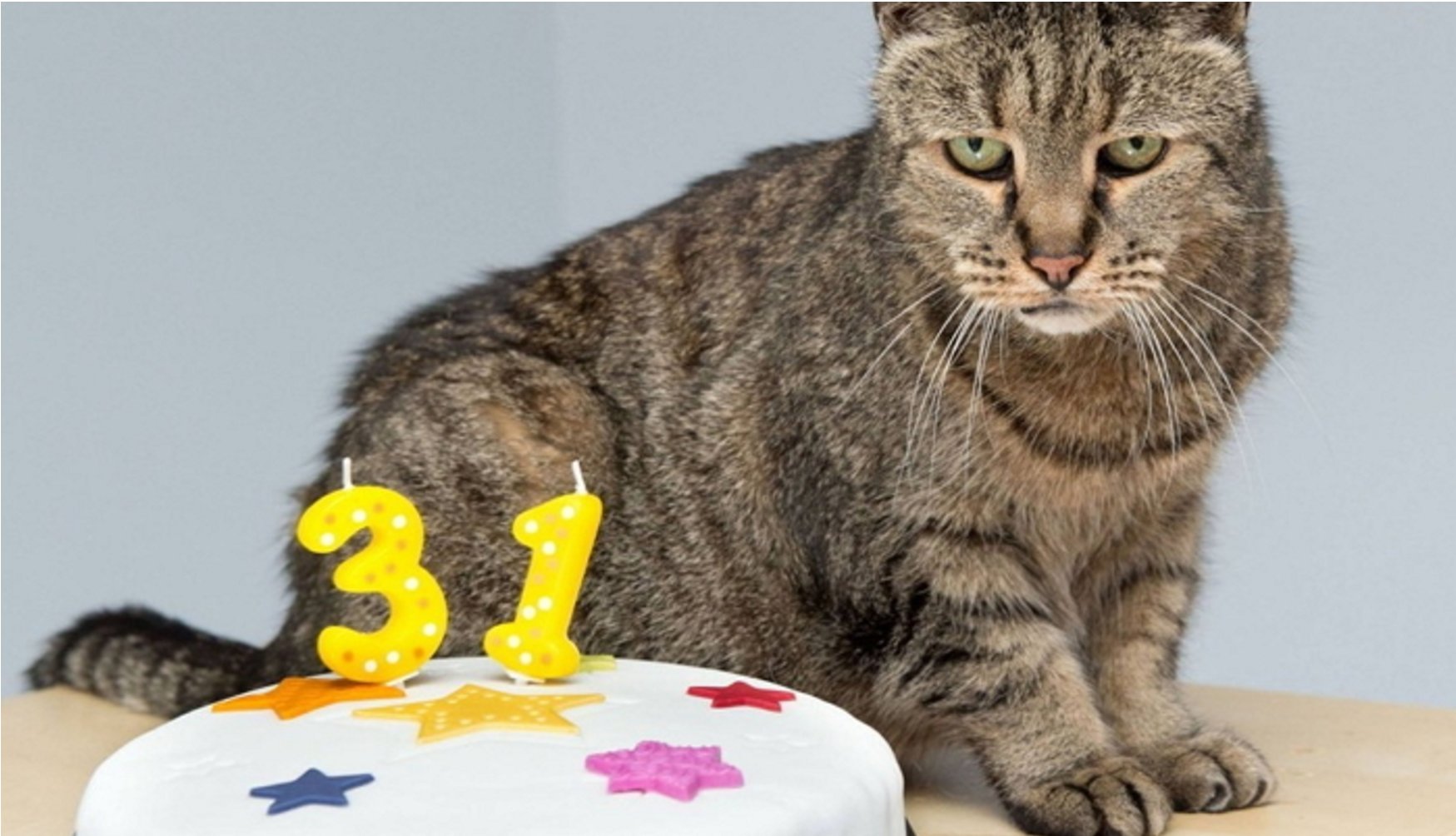 생일 맞은 31살 고양이... ‘못마땅한 표정’을 짓는 이유는? mirror - 생일 맞은 31살 고양이... ‘못마땅한 표정’을 짓는 이유는?
