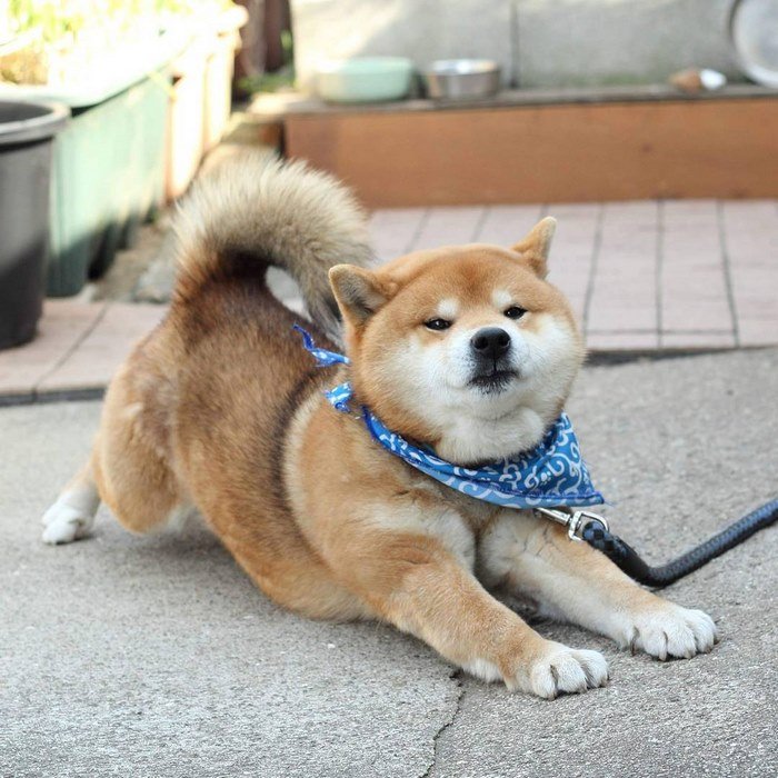 shiba.jpg?resize=1200,630 - 日本に住む表情豊かな8歳の柴犬リュウジ