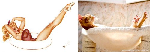 1 20 - 20+ Cats That Look Like Pinup Girls