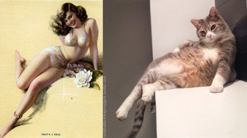 10 3 - 20+ Cats That Look Like Pinup Girls