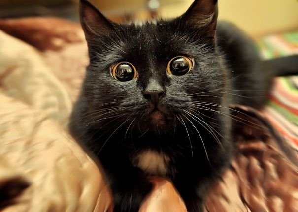 13 1 - 15+ Dramatic Cats Who Seriously Deserve An Oscar