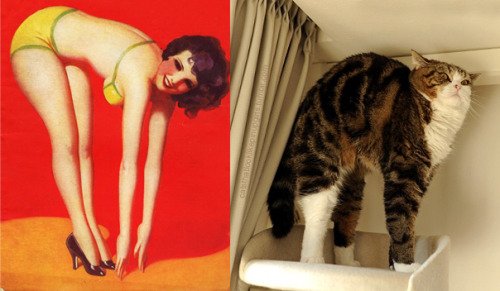 13 - 20+ Cats That Look Like Pinup Girls
