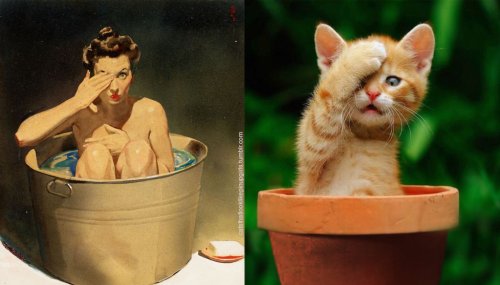 16 - 20+ Cats That Look Like Pinup Girls