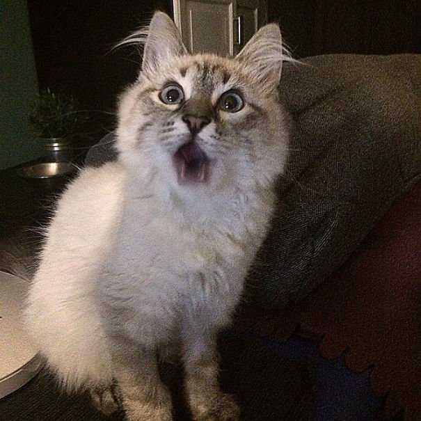 18 1 - 15+ Dramatic Cats Who Seriously Deserve An Oscar