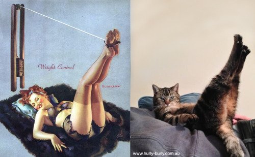 22 1 - 20+ Cats That Look Like Pinup Girls
