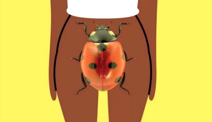 남녀 성기를 지칭하는 특이한 전세계 '성기' 은어 40obs1rqq0109e296a58 - 남녀 성기를 지칭하는 특이한 전세계 '성기' 은어