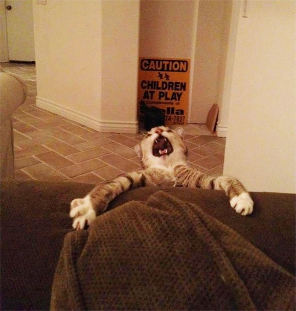 5 7 - 15+ Dramatic Cats Who Seriously Deserve An Oscar