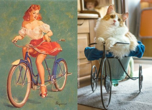 6 5 - 20+ Cats That Look Like Pinup Girls