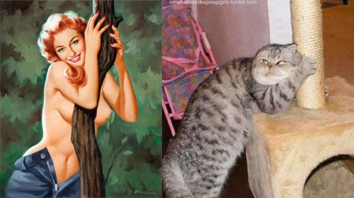 9 3 - 20+ Cats That Look Like Pinup Girls