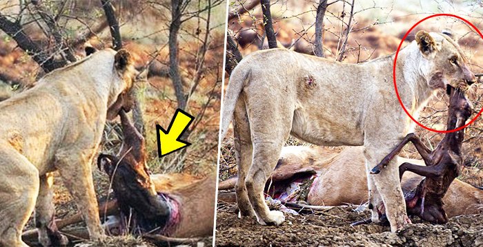 임신한 사슴 사냥 후... 암사자의 '놀라운 행동'에 모두가 깜짝! aki 618 - 임신한 사슴 사냥 후... 암사자의 '놀라운 행동'에 모두가 깜짝!